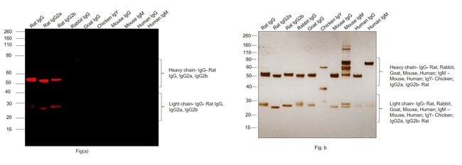 Thermo Fisher Scientific Donkey anti-Rat IgG (H+L) Highly Cross-Adsorbed Secondary Antibody, Alexa Fluor Plus 647