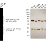 Thermo Fisher Scientific Donkey anti-Rat IgG (H+L) Highly Cross-Adsorbed Secondary Antibody, Alexa Fluor Plus 647