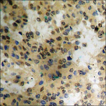 Merck Anti-phospho-eIF4E (pSer209) antibody produced in rabbit
