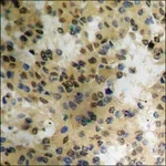 Merck Anti-phospho-eIF4E (pSer209) antibody produced in rabbit