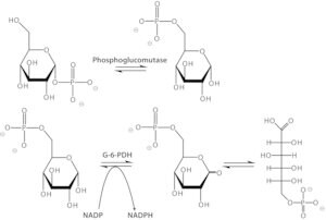 Merck PHOSPHOGLUCOMUTASE FROM RABBIT MUSCLE