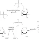 Merck PHOSPHOGLUCOMUTASE FROM RABBIT MUSCLE