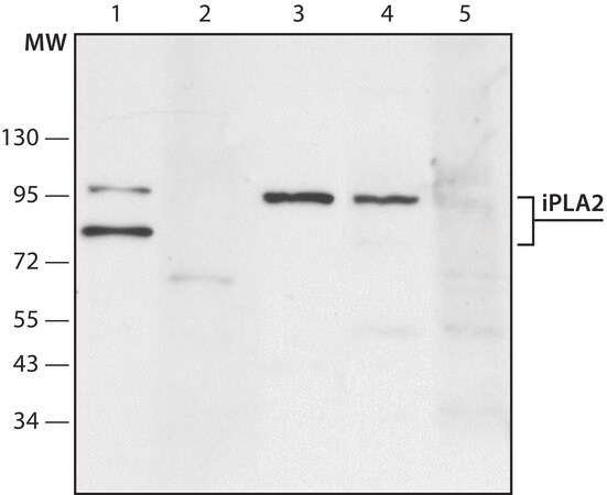 Merck Anti-Phospholipase A2 (iPLA2) antibody produced in rabbit