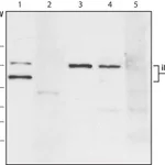 Merck Anti-Phospholipase A2 (iPLA2) antibody produced in rabbit