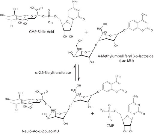 Merck alpha-2,6-Sialyltransferase from Photobacterium damsela