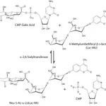 Merck alpha-2,6-Sialyltransferase from Photobacterium damsela