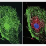Thermo Fisher Scientific Goat anti-Mouse IgG (H+L) Cross-Adsorbed Secondary Antibody, Alexa Fluor 514