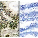 Merck Anti-Cyclin E1 antibody produced in rabbit