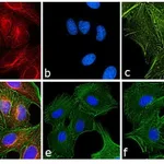 Thermo Fisher Scientific Sheep anti-Rat IgG (H+L) Secondary Antibody, TRITC