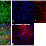 Thermo Fisher Scientific Goat anti-Rabbit IgG (H+L) Secondary Antibody