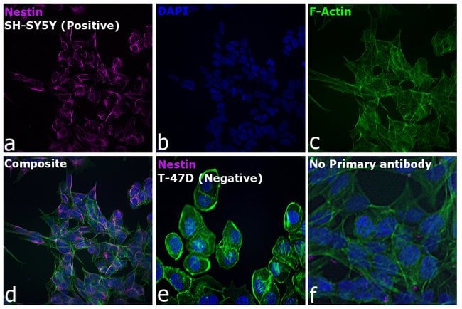 Thermo Fisher Scientific Goat anti-Mouse IgG (H+L) Cross-Adsorbed Secondary Antibody, DyLight 633