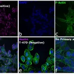Thermo Fisher Scientific Goat anti-Mouse IgG (H+L) Cross-Adsorbed Secondary Antibody, DyLight 633