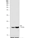 Thermo Fisher Scientific Human VEGF-165 Recombinant Protein