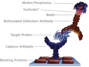 Merck EXTRAVIDIN, ALKALINE PHOSPHATASE