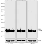 Thermo Fisher Scientific Rabbit anti-Mouse IgG (H+L) Cross-Adsorbed Secondary Antibody, Biotin