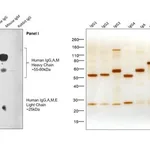 Thermo Fisher Scientific F(ab`)2-Goat anti-Human IgG, IgM, IgA (H+L) Secondary Antibody, HRP