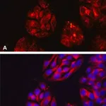 Merck Anti-DPP4/CD26 antibody, Mouse monoclonal