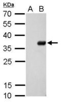 Merck MONOCLONAL ANTI-S TAG