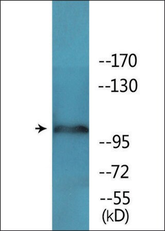 Merck Anti-phospho-NMDAR1 (pSer897) antibody produced in rabbit