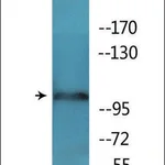 Merck Anti-phospho-NMDAR1 (pSer897) antibody produced in rabbit