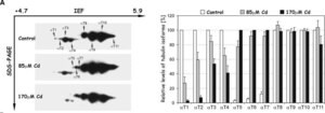 Merck MONOCLONAL ANTI-TYROSINE TUBULIN, MOUSE&