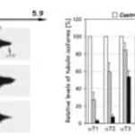 Merck MONOCLONAL ANTI-TYROSINE TUBULIN, MOUSE&