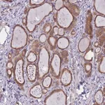 Merck Anti-WWOX antibody produced in rabbit