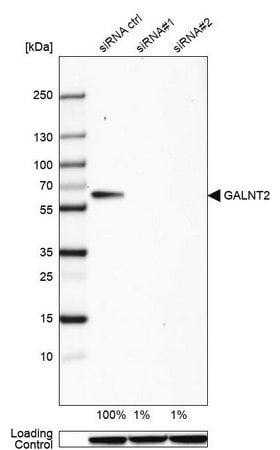 Merck Anti-GALNT2 antibody produced in rabbit