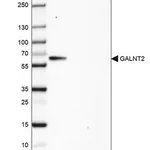 Merck Anti-GALNT2 antibody produced in rabbit
