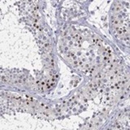 Merck Anti-H1-1 antibody produced in rabbit