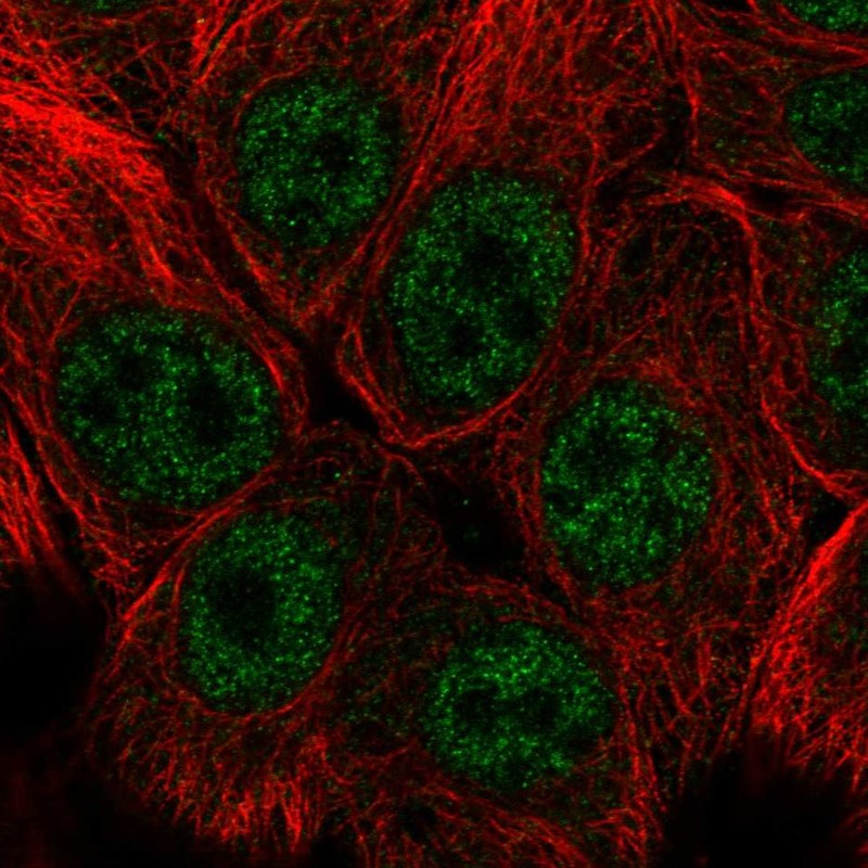 Atlas Antibodies Anti-SNAI3 Antibody