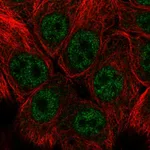 Atlas Antibodies Anti-SNAI3 Antibody