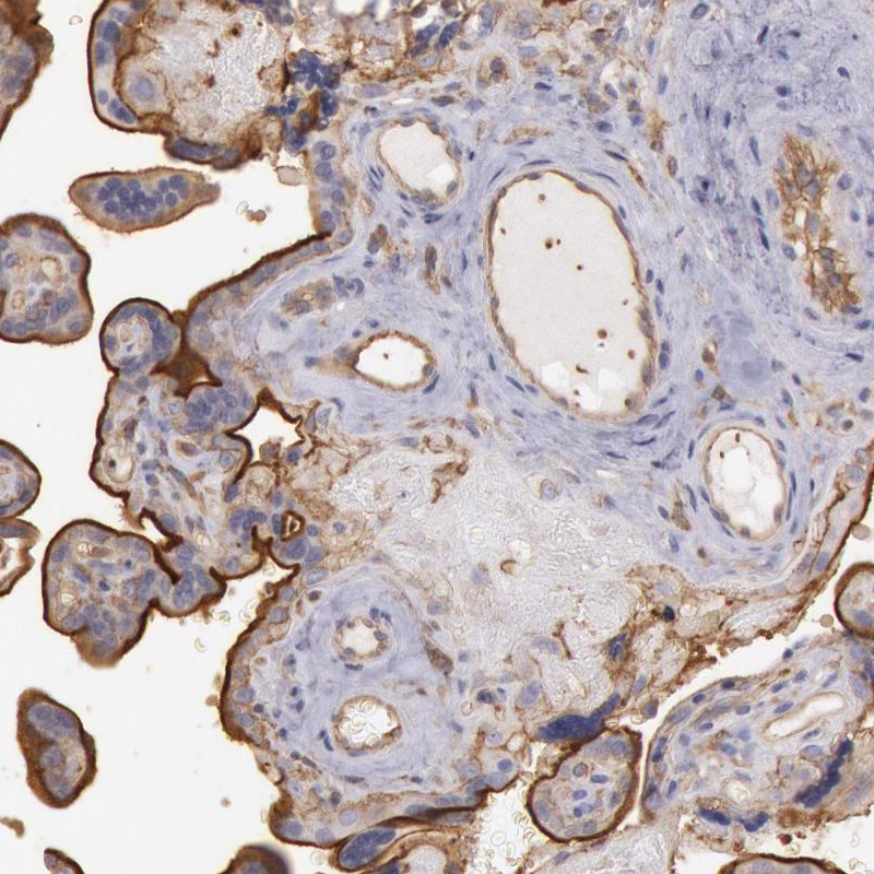 Atlas Antibodies Anti-SNAP23 Antibody