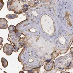 Atlas Antibodies Anti-SNAP23 Antibody