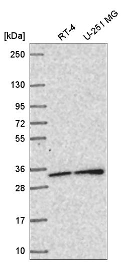 Atlas Antibodies Anti-SNAP29 Antibody