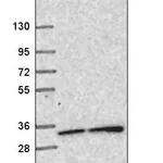 Atlas Antibodies Anti-SNAP29 Antibody