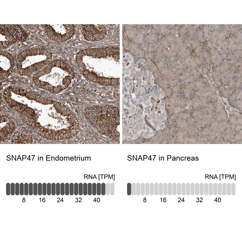 Atlas Antibodies Anti-SNAP47 Antibody