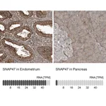 Atlas Antibodies Anti-SNAP47 Antibody