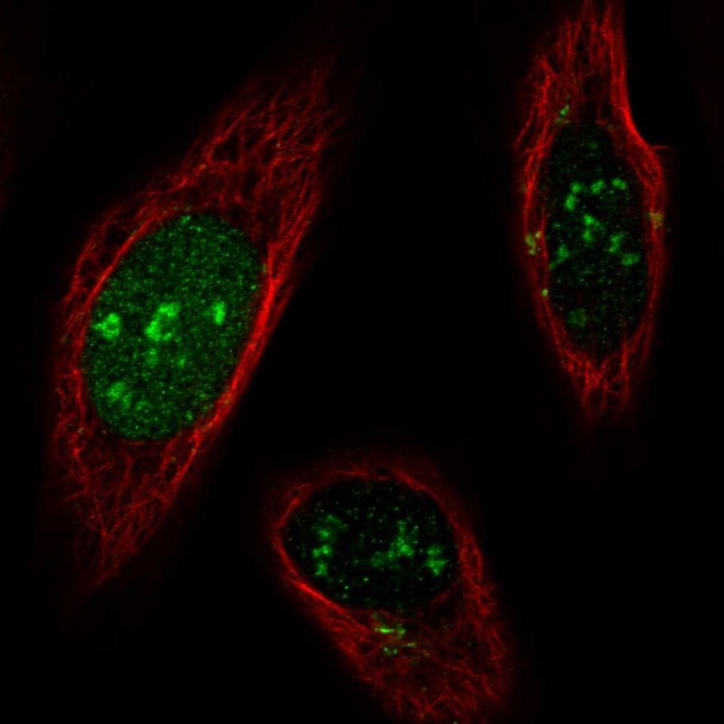 Atlas Antibodies Anti-SNAPC1 Antibody