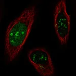 Atlas Antibodies Anti-SNAPC1 Antibody