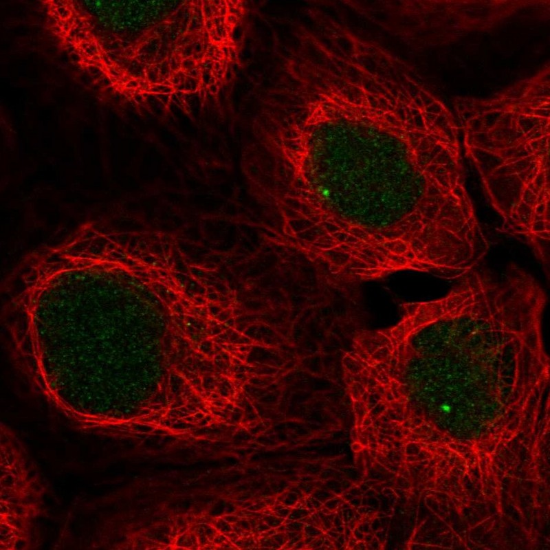 Atlas Antibodies Anti-SNAPC3 Antibody