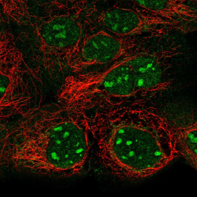 Atlas Antibodies Anti-SNAPC1 Antibody