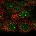 Atlas Antibodies Anti-SNAPC1 Antibody