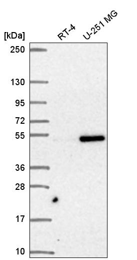 Atlas Antibodies Anti-SNAPC3 Antibody