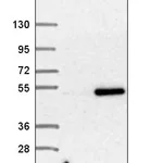 Atlas Antibodies Anti-SNAPC3 Antibody