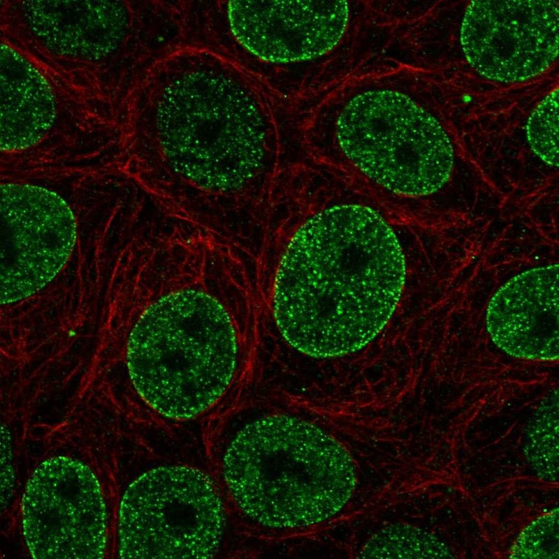 Atlas Antibodies Anti-SNAPC4 Antibody