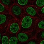 Atlas Antibodies Anti-SNAPC4 Antibody