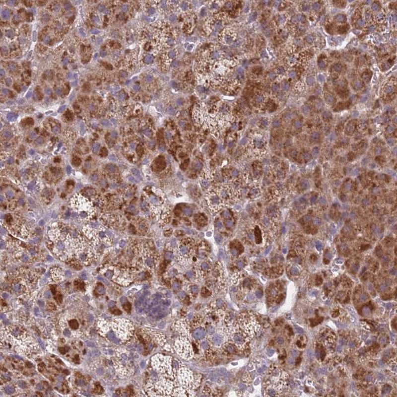 Atlas Antibodies Anti-SNAPC4 Antibody