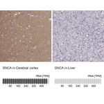 Atlas Antibodies Anti-SNCA Antibody