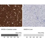 Atlas Antibodies Anti-SNCB Antibody